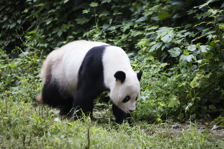 Pandaの写真素材