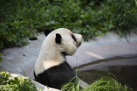 Pandaの写真素材