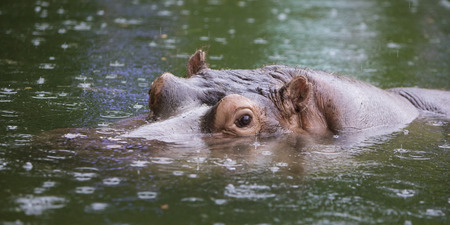 Hippoの写真素材