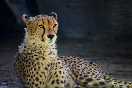 cheetahの写真素材