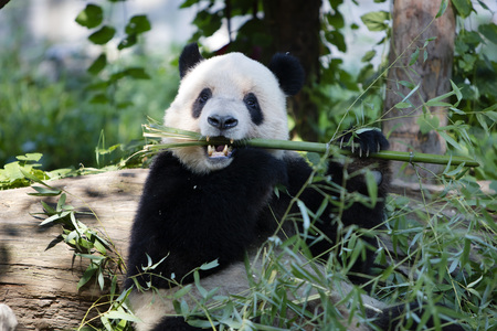 pandaの写真素材