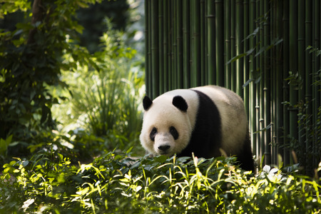 pandaの写真素材