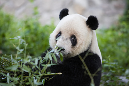 pandaの写真素材