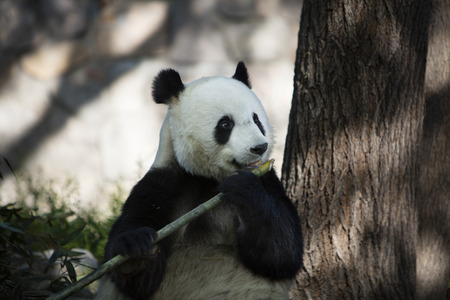 pandaの写真素材