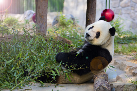 pandaの写真素材