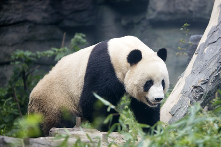 pandaの写真素材