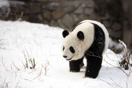 View of a panda in a zooの写真素材