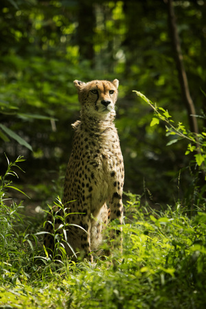 View of a cheetah in a zooの写真素材