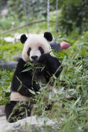 View of a panda in a zooの写真素材