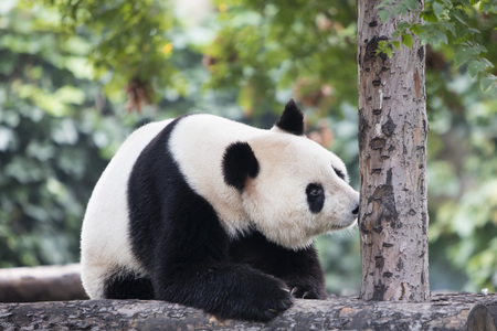 pandaの写真素材
