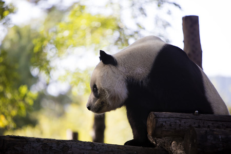 A panda in the zooの写真素材