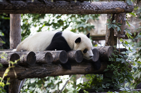 A panda in the zooの写真素材