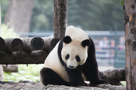 A panda in the zooの写真素材