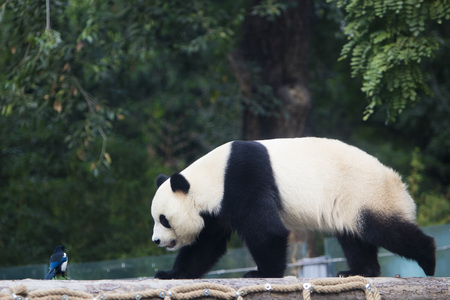 A panda in Beijing Zooの写真素材
