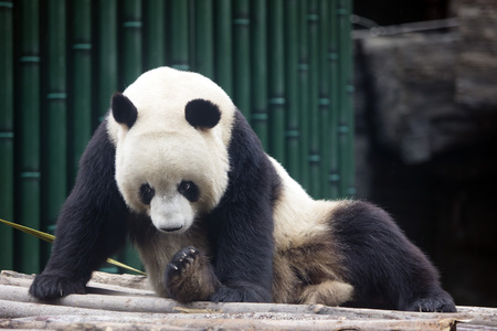 Panda in the zooの写真素材