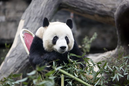 Panda in the zooの写真素材