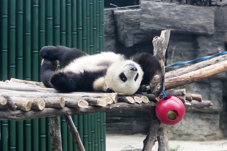 Panda in the zooの写真素材