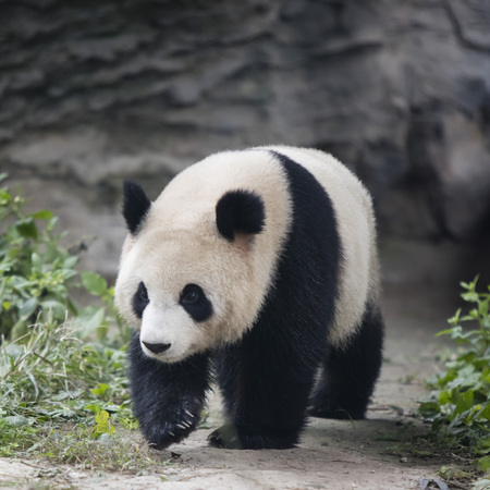 A giant panda in the zooの写真素材