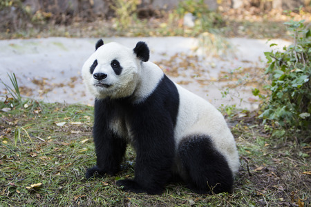 A giant panda in the zooの写真素材