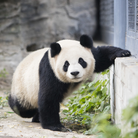 A giant panda in the zooの写真素材