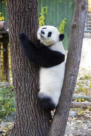 A giant panda in the zooの写真素材