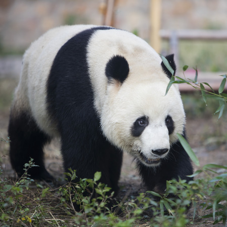 A panda in the zooの写真素材