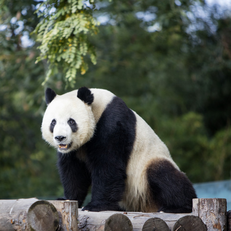 A panda in the zooの写真素材