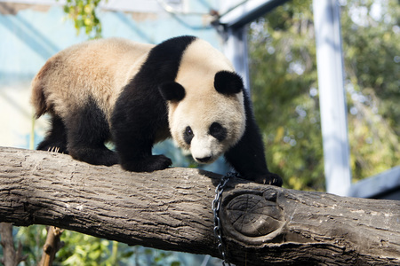 A panda in the zooの写真素材