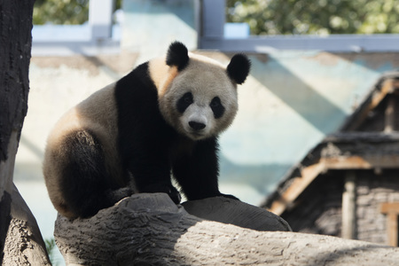 A panda in the zooの写真素材