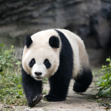 A panda in the zooの写真素材