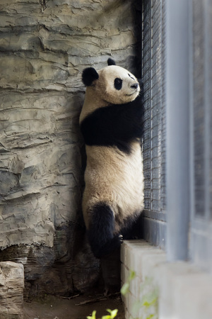 A giant panda in the zooの写真素材
