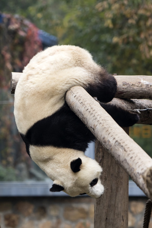 A giant panda in the zooの写真素材