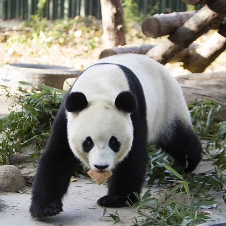 A giant panda in the zooの写真素材