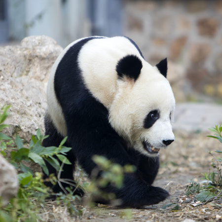 A giant panda in the zooの写真素材
