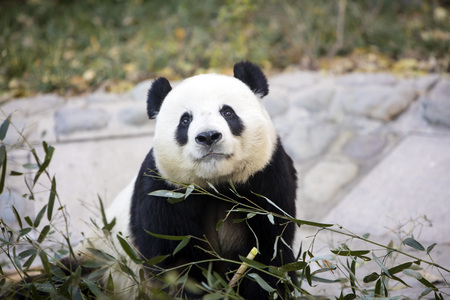 A giant panda in the zooの写真素材