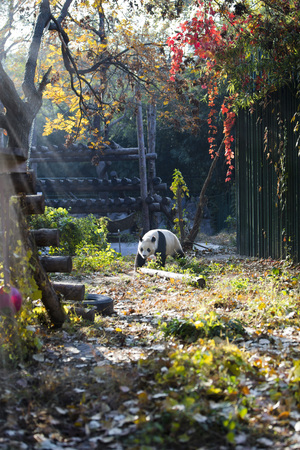 A giant panda in the zooの写真素材