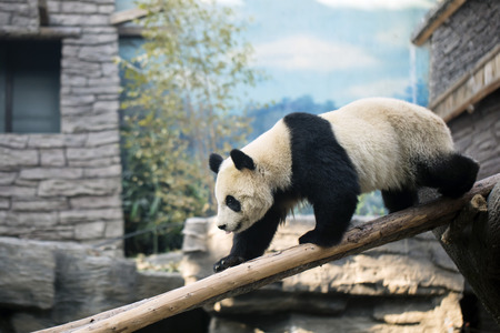 A giant panda in the zooの写真素材