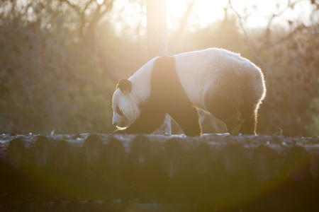 A giant panda in the zooの写真素材
