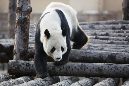 A giant panda in the zooの写真素材