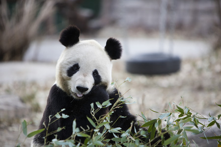 A giant panda in the zooの写真素材