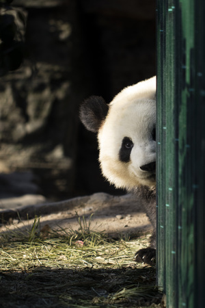 A giant panda in the zooの写真素材