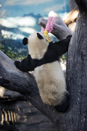 A giant panda in the zooの写真素材