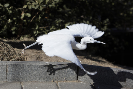 Egretの写真素材