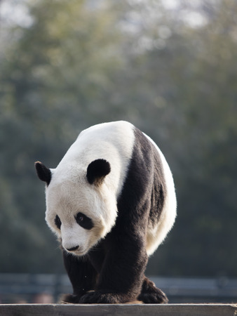 The giant panda in the zooの写真素材