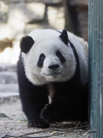 A giant panda in the zooの写真素材