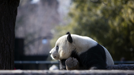 A giant panda in the zooの写真素材