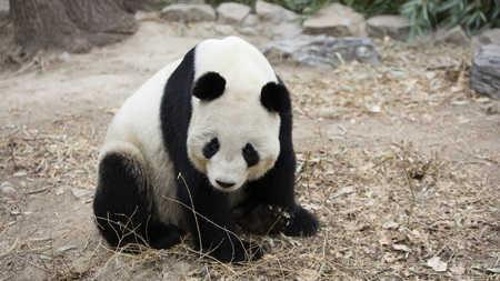 A giant panda in the zooの写真素材