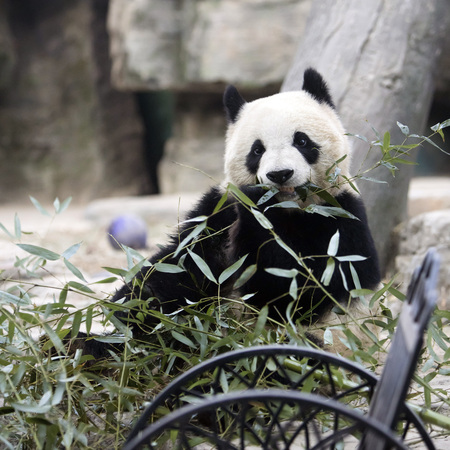 A giant panda in the zooの写真素材