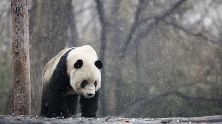 A giant panda in the zooの写真素材