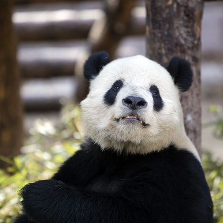 A giant panda in the zooの写真素材